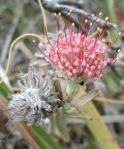 Leucospermum calligerum pale perianths